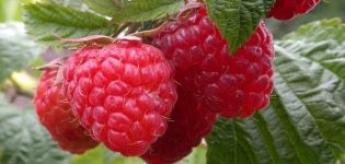 Penerangan dan hasil raspberry Taganka, penanaman dan penjagaan