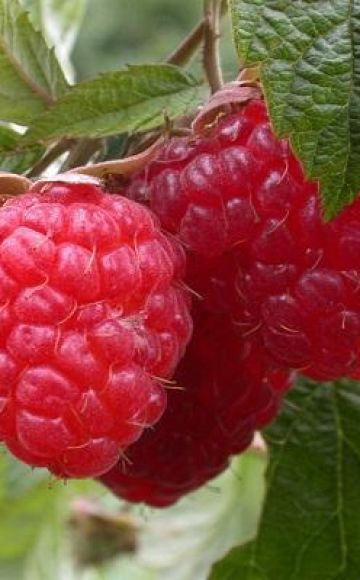 Penerangan dan hasil raspberry Taganka, penanaman dan penjagaan