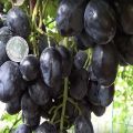 Description and characteristics of Ruslan grapes, its advantages and disadvantages