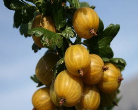 Mga paglalarawan at mga katangian ng iba't-ibang gooseberry Ingles dilaw, pagtatanim at pangangalaga