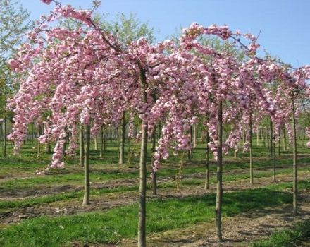 Descripción de la cereza sakura japonesa finamente aserrada y características de las variedades, cultivo y cuidado.