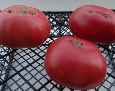 Description of the Big Dipper tomato variety and its yield