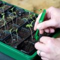 When and how to correctly pick tomatoes, timing