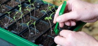 Quand et comment cueillir correctement les tomates, timing