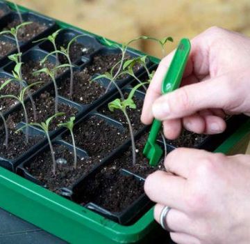 Quand et comment cueillir correctement les tomates, timing