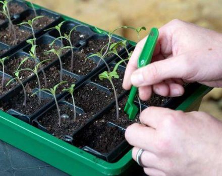 Bila dan bagaimana memilih tomato dengan tepat, masa