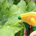 Cuándo y qué fertilizantes usar para alimentar pepinos en el invernadero.