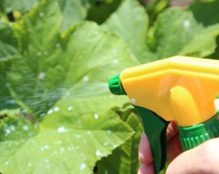 Quand et quels engrais utiliser pour nourrir les concombres dans une serre