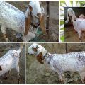 Description and characteristics of Bital goats, rules of care and maintenance