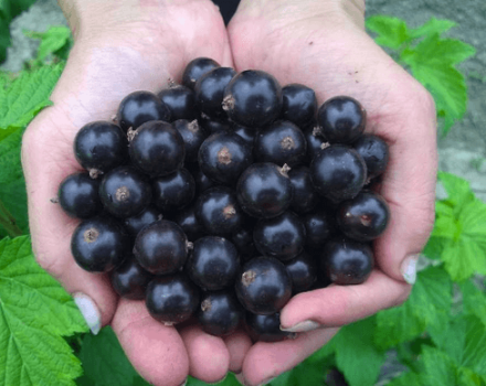 Description des meilleures variétés de raisins de Corinthe pour la région de Moscou et les subtilités de la culture