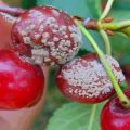 Cómo procesar cerezas de enfermedades y plagas, qué hacer para el tratamiento.