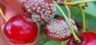 Cómo procesar cerezas de enfermedades y plagas, qué hacer para el tratamiento.