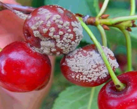 Cómo procesar cerezas de enfermedades y plagas, qué hacer para el tratamiento.