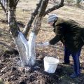 When and what is the best way to whitewash apple trees - in spring, summer or autumn, we use chalk and lime