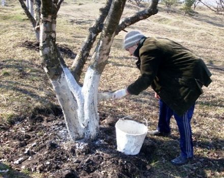 Kapan dan apakah kaedah terbaik untuk memutihkan pokok epal - pada musim bunga, musim panas atau musim luruh, kami menggunakan kapur dan kapur