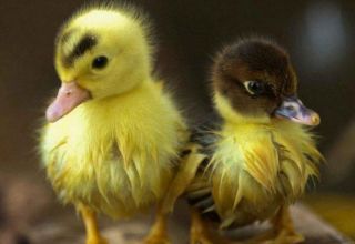 When and at what age ducklings fledge and the fluff changes to a feather, deviations