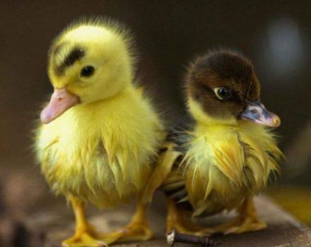 Cuándo y a qué edad los patitos empluman y la pelusa se convierte en una pluma, desviaciones