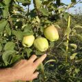 Characteristics and description of apple variety in Memory of Esaul, frost resistance and fruit tasting assessment