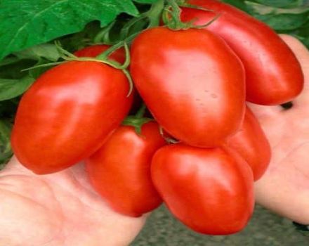 Description de la variété de tomates à gros fruits Maestro F1, ses caractéristiques