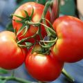 The best varieties of tomatoes for the Vologda region