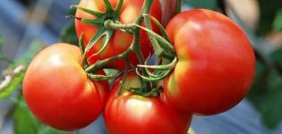 Jenis tomato terbaik untuk wilayah Vologda