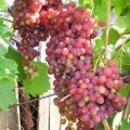 Description and characteristics of Luchisty Kishmish fruit grapes, ripening terms