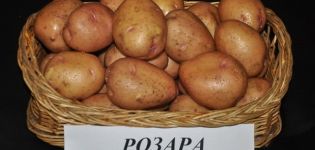 Description of the potato variety Rosara, recommendations for growing and reviews of gardeners