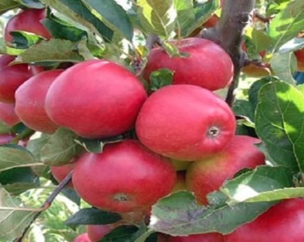 Description et caractéristiques de la variété de pomme en colonne Zhelannoye, régions de distribution de la culture