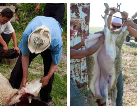 Comment abattre un programme de découpe de béliers et de carcasses, catégories de viande