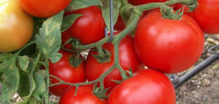 Caractéristiques et description de la variété de tomate Sunrise, son rendement