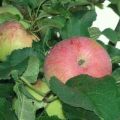 Description and characteristics of the Spartak apple variety, planting and growing features