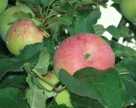 Description and characteristics of the Spartak apple variety, planting and growing features