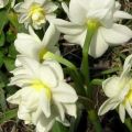 Description and characteristics of the Erlichir variety narcissus, planting and care