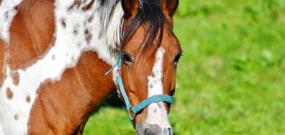 Description et symptômes de la grippe chez les chevaux, règles de vaccination et prévention