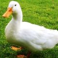 Description et caractéristiques du rythme de reproduction des canards, des règles d'élevage et du régime alimentaire