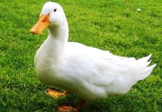 Description and characteristics of ducks breed pace, breeding rules and diet