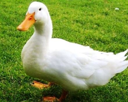 Description and characteristics of ducks breed pace, breeding rules and diet