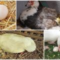 Edad en que comienzan a poner los patos Indo, cuántos huevos se producen por día y año