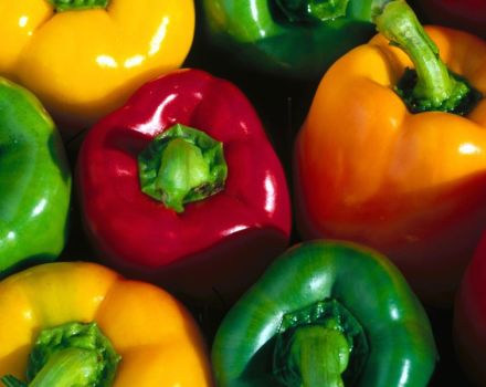 Choosing varieties of sweet peppers: cherry, Bulgarian, dominator and others