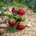 Cuándo y cómo triturar adecuadamente las fresas, mejor