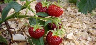 Cuándo y cómo triturar adecuadamente las fresas, mejor