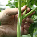 Step-by-step diagram of how to correctly pinch tomatoes in a greenhouse