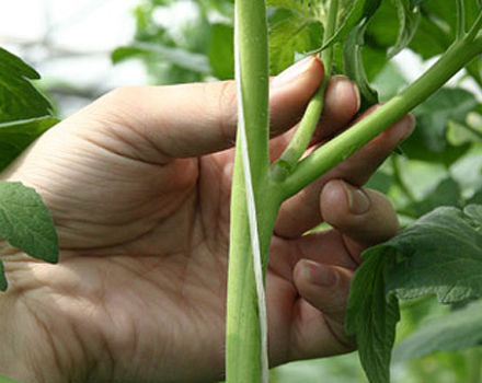 Step-by-step diagram of how to correctly pinch tomatoes in a greenhouse