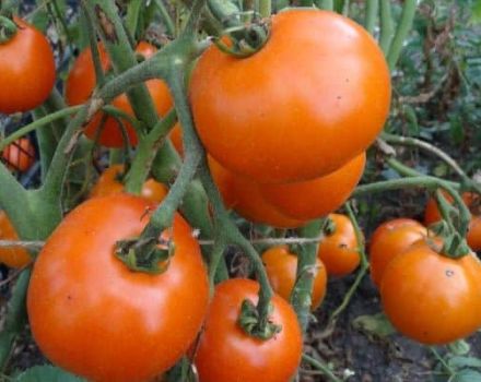 Description of the tomato variety Tsarskaya branch and its characteristics