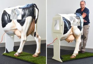 Comment inséminer au mieux les vaches et choisir une méthode à la maison