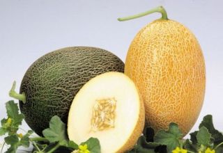 Description of the melon variety Caramel, features of cultivation and care