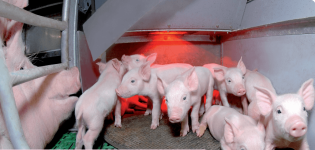 Causes and symptoms of colibacillosis in pigs, treatment methods, vaccine and prevention