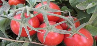 Caractéristiques et description de la variété de tomate Heinz, son rendement