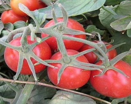 Characteristics and description of the Heinz tomato variety, its yield