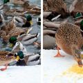 Is it possible to give seeds to ducks and how to properly feed sunflower seeds